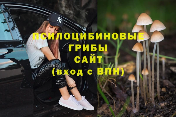 ГАЛЛЮЦИНОГЕННЫЕ ГРИБЫ Новозыбков